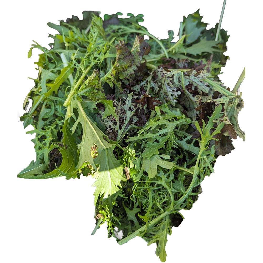 Loser Blattsalat-Mix ASIA vom Biohof Gohlis bei Vorwerk Podemus